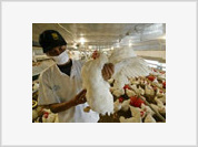 Vacina para gripe aviária está quase pronta