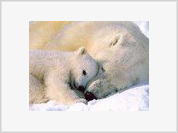Rússia: Ursos polares em perigo de extinção