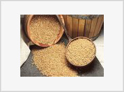 Rússia entrega 23.000 toneladas de trigo na Cuba