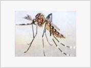 Combate à Dengue: um dever de todos (incluindo o prefeito)