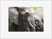 África do Sul retoma o sacrifício de elefantes para controlar o excesso desses animais