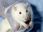 Grupos se unem para proibir testes de cosméticos em animais