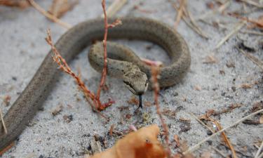 Como manter cobras longe do seu quintal: métodos naturais e eficazes que funcionam
