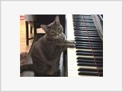 Gata toca piano com duas patas