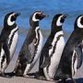 Os pinguins antárcticos invadem praias ensolaradas do Brasil