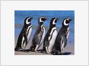 Os pinguins antárcticos invadem praias ensolaradas do Brasil