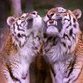 Rússia toma medidas para proteger os tigres