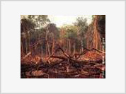 ONGs lançam iniciativa inédita pelo fim do desmatamento na Amazônia