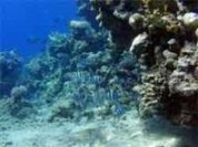 Brasil perdeu 80 por cento de seus arrecifes coralinos
