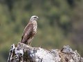População de urubus diminui no Nepal