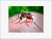 Países sul-americanos formam rede contra dengue
