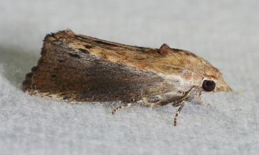 Repelentes naturais contra traças: lavanda, cravo e truques que funcionam