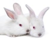 Proibição histórica de testes em animais para cosméticos na Índia