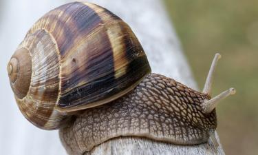 Caracóis que contam a história da Terra: 7 espécies que revelam milhões de anos