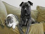 Brasil tem 74 milhões de animais domésticos