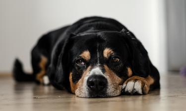 O lugar onde o cão dorme pode indicar ansiedade, apego ou confiança
