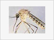 Coartem: novo medicamento contra a malária simples