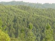 Atraso nas verbas para Clubes da Floresta - PROSEPE