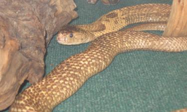 Cobra pré-histórica revela que esses répteis já hibernavam no período Oligoceno