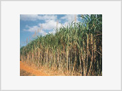 Cana-de-açúcar não poderá ser plantada na Amazônia