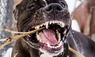Imitação de actividade: Directora artística comediante sobre multas por latido de cão