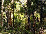 Brasil: Produção de madeira cresce mais do que a área de floresta plantada