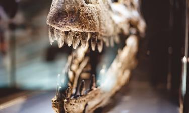 Fóssil na América do Sul revela dinossauro do tamanho de um pombo com cauda para exibição