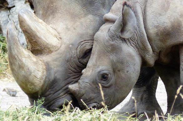 Rinocerontes regressam a Moçambique