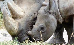 Rinocerontes regressam a Moçambique