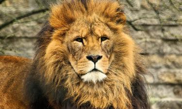 Quais animais realmente vencem o leão em confronto direto