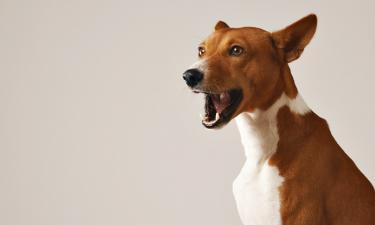 Seu cão sente ciúmes de outras pessoas? A ciência agora diz que sim