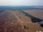 Ao menos 13 milhões de árvores foram derrubadas ilegalmente no Xingu em dois meses