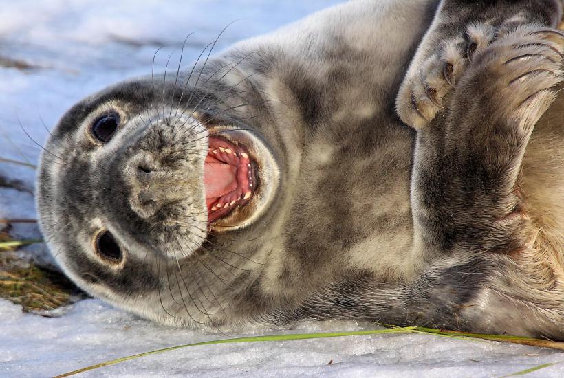 Focas conseguem identificar a direção do olhar humano mesmo submersas
