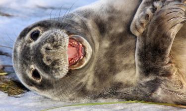 Focas conseguem identificar a direção do olhar humano mesmo submersas