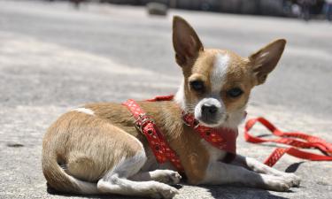 Cães pequenos vivem mais? Veja o que diz a ciência sobre tamanho e longevidade