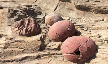 Descoberta de ovos de dinossauro de 100 milhões de anos nos EUA surpreende paleontólogos
