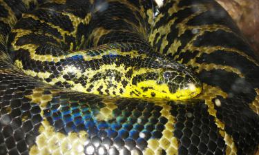 A maior serpente do mundo — tudo sobre a gigante anaconda verde