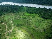 Em seis meses, 100 milhões de árvores foram derrubadas no Xingu