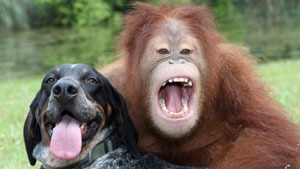 Verdadeira amizade entre orangotango e cão