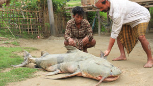 Monstro capturado num rio na Índia
